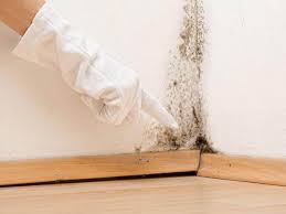 Reliable North Lakeport, CA Mold Removal Services Solutions